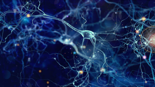 Neurological-schematic